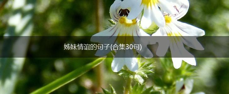 姊妹情谊的句子(合集30句),第1张