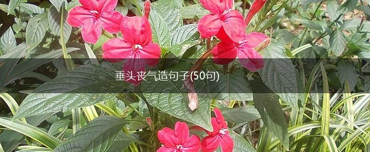 垂头丧气造句子(50句),第1张