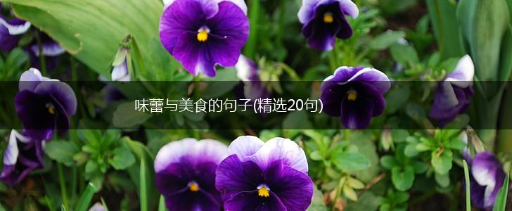 味蕾与美食的句子(精选20句),第1张