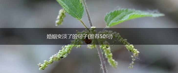 婚姻变淡了的句子(推荐50句),第1张