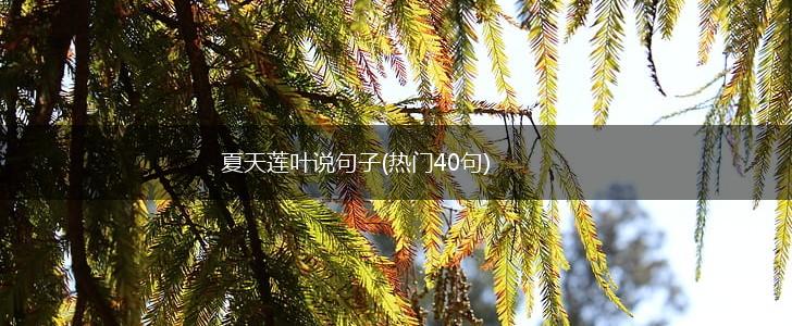夏天莲叶说句子(热门40句),第1张