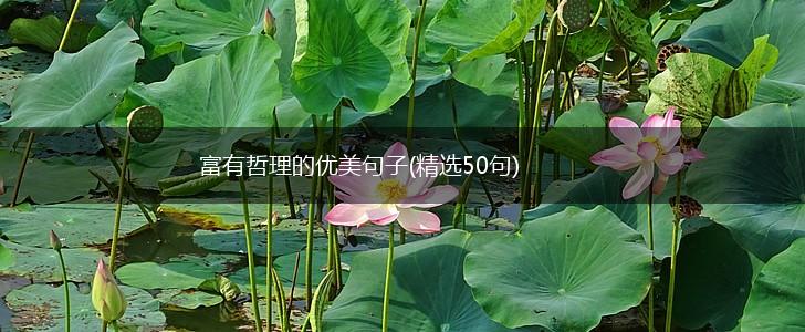 富有哲理的优美句子(精选50句),第1张