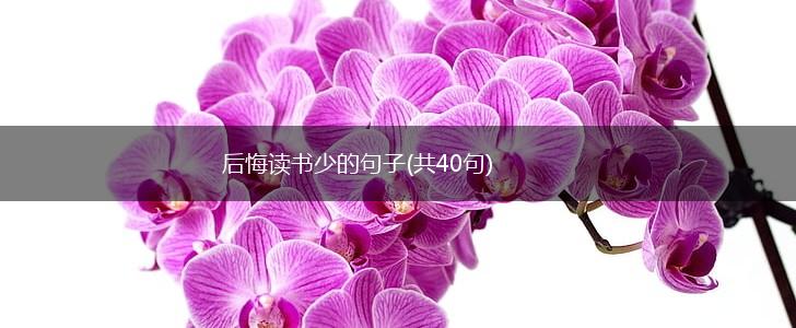 后悔读书少的句子(共40句),第1张