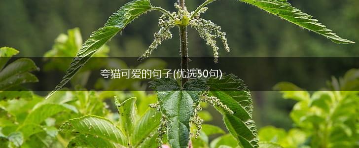 夸猫可爱的句子(优选50句),第1张