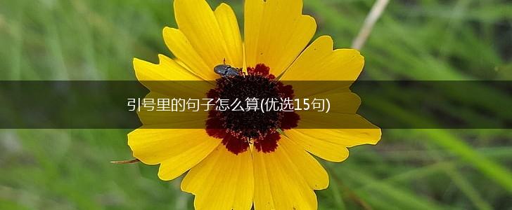 引号里的句子怎么算(优选15句),第1张