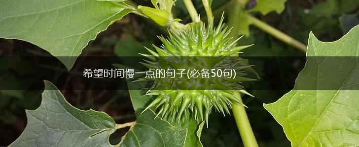 希望时间慢一点的句子(必备50句),第1张