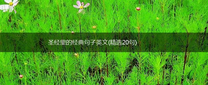 圣经里的经典句子英文(精选20句),第1张