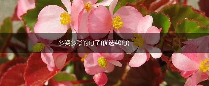 多姿多彩的句子(优选40句),第1张