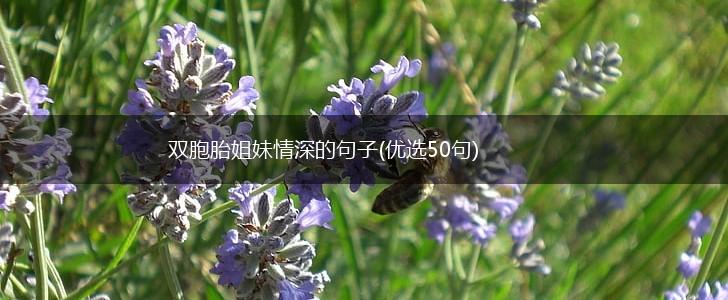 双胞胎姐妹情深的句子(优选50句),第1张