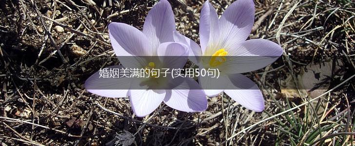 婚姻美满的句子(实用50句),第1张