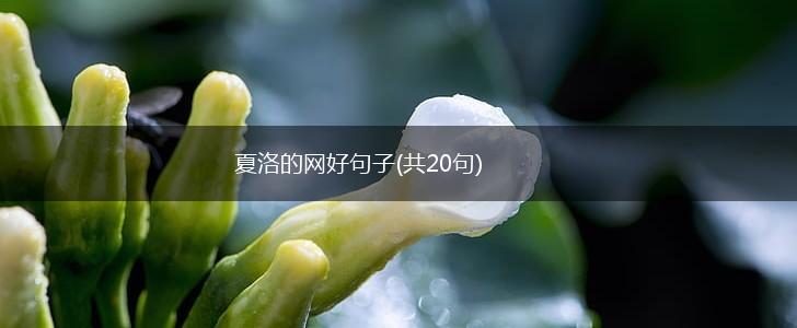 夏洛的网好句子(共20句),第1张
