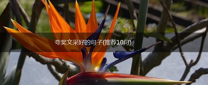 夸奖文采好的句子(推荐10句),第1张