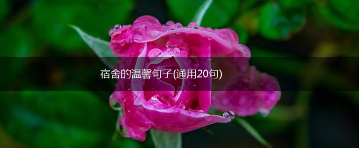宿舍的温馨句子(通用20句),第1张