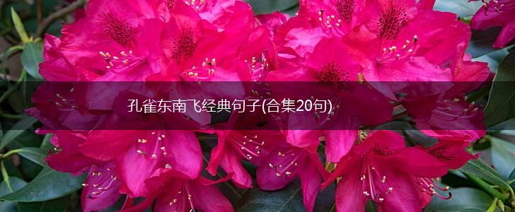 孔雀东南飞经典句子(合集20句),第1张