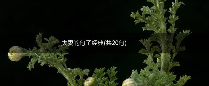 夫妻的句子经典(共20句),第1张