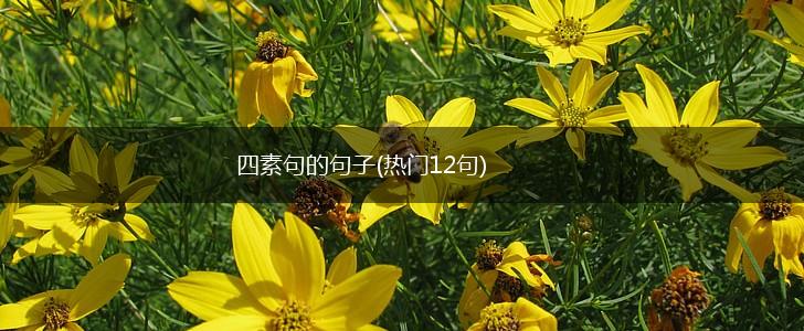 四素句的句子(热门12句),第1张