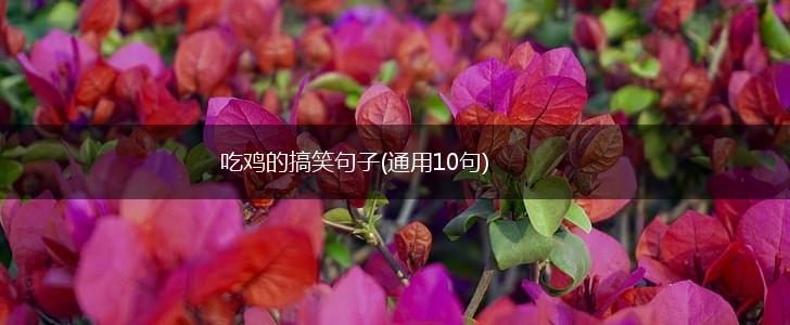 吃鸡的搞笑句子(通用10句),第1张