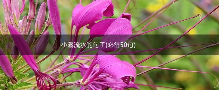 小溪流水的句子(必备50句),第1张