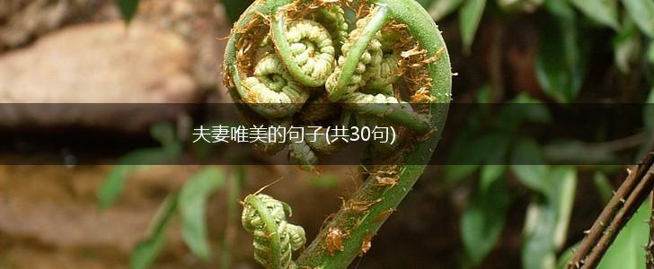 夫妻唯美的句子(共30句),第1张
