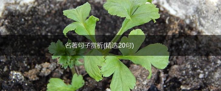 名著句子赏析(精选20句),第1张