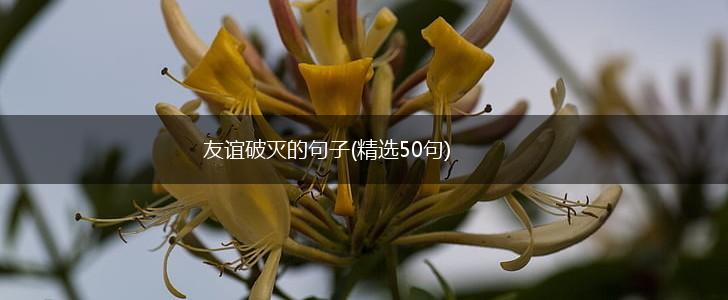 友谊破灭的句子(精选50句),第1张
