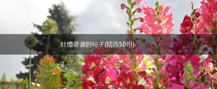 吐槽婆婆的句子(精选50句),第1张