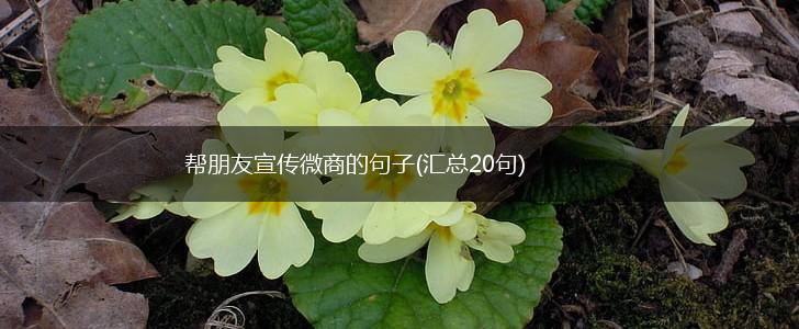 帮朋友宣传微商的句子(汇总20句),第1张