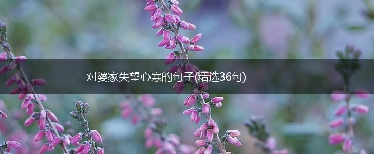 对婆家失望心寒的句子(精选36句),第1张