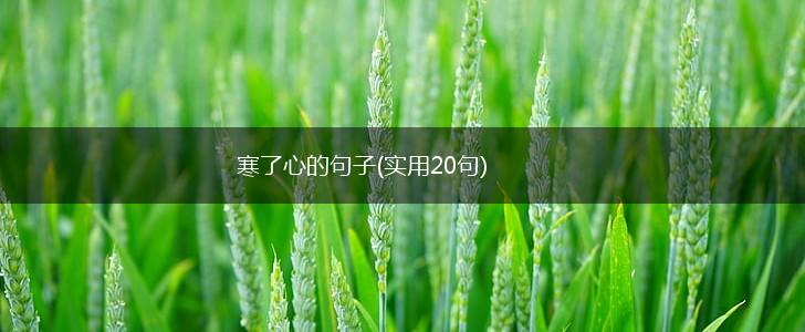 寒了心的句子(实用20句),第1张