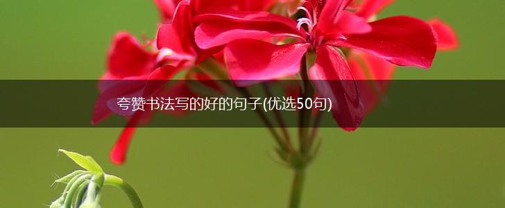 夸赞书法写的好的句子(优选50句),第1张