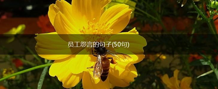 员工怨言的句子(50句),第1张