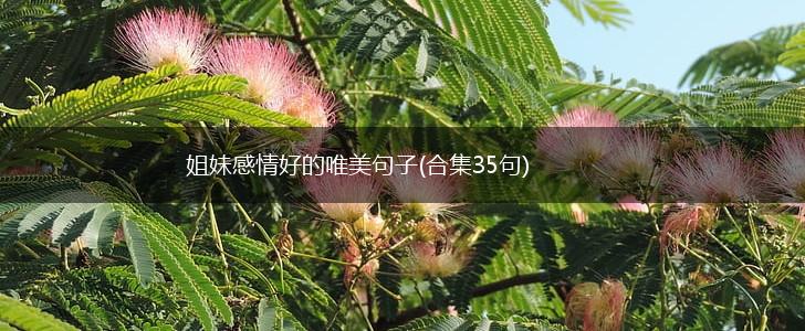姐妹感情好的唯美句子(合集35句),第1张