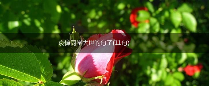 哀悼同学去世的句子(11句),第1张