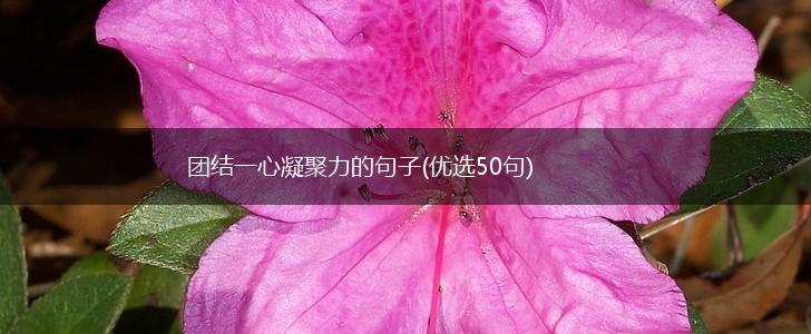 团结一心凝聚力的句子(优选50句),第1张