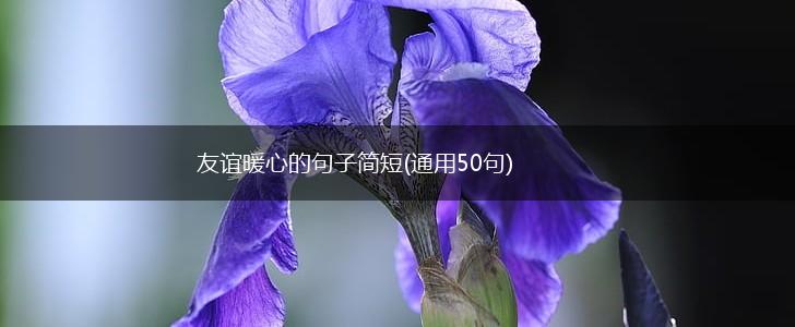 友谊暖心的句子简短(通用50句),第1张