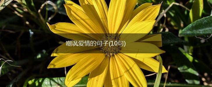 嘲讽爱情的句子(10句),第1张