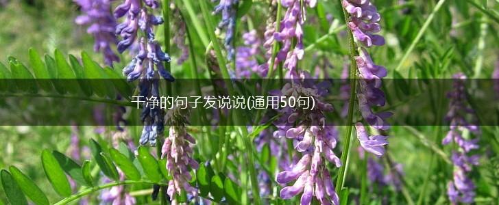 干净的句子发说说(通用50句),第1张