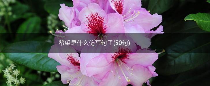 希望是什么仿写句子(50句),第1张