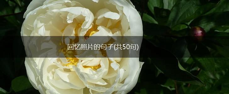 回忆照片的句子(共50句),第1张