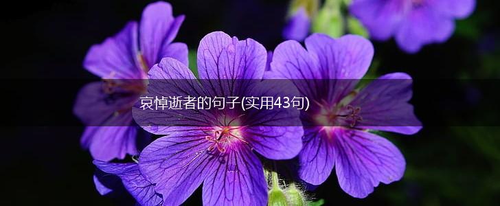 哀悼逝者的句子(实用43句),第1张