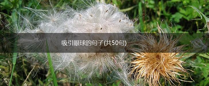 吸引眼球的句子(共50句),第1张