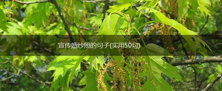 宣传婚纱照的句子(实用50句),第1张