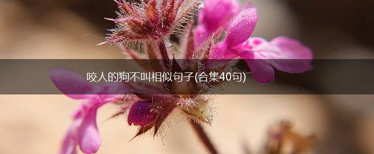 咬人的狗不叫相似句子(合集40句),第1张