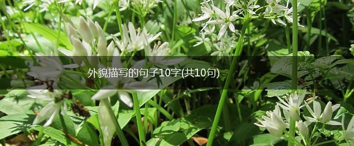 外貌描写的句子10字(共10句),第1张