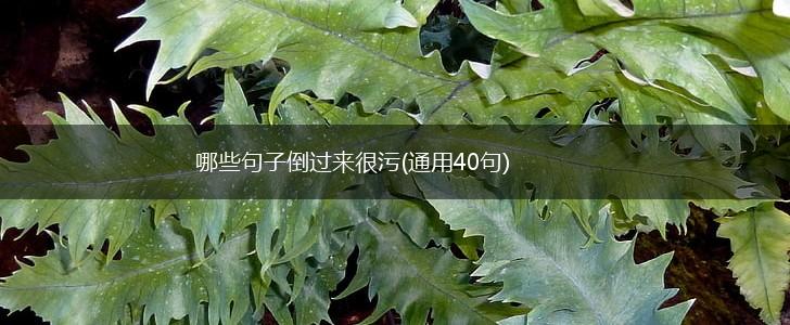 哪些句子倒过来很污(通用40句),第1张