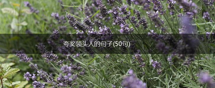 夸奖领头人的句子(50句),第1张