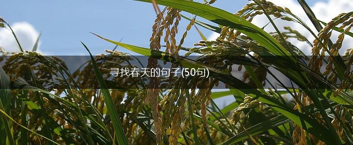 寻找春天的句子(50句),第1张