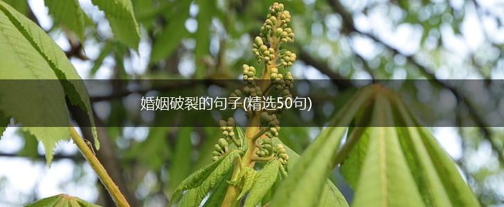 婚姻破裂的句子(精选50句),第1张