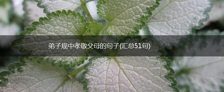 弟子规中孝敬父母的句子(汇总51句),第1张