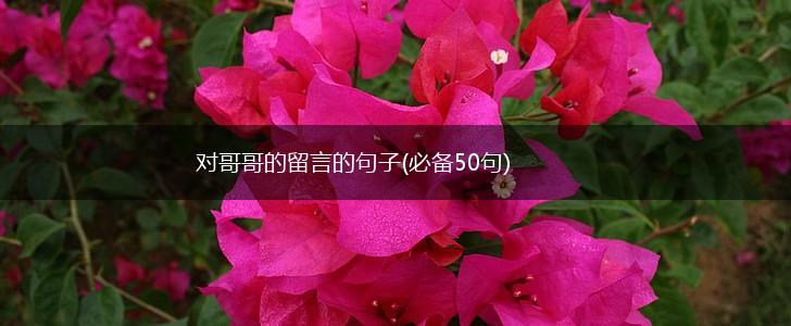 对哥哥的留言的句子(必备50句),第1张